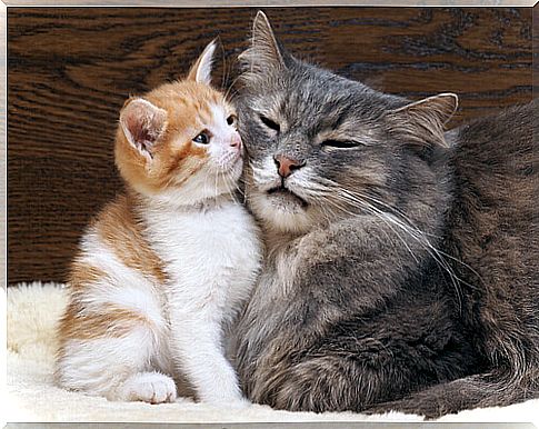 10 demonstrations of love from cats