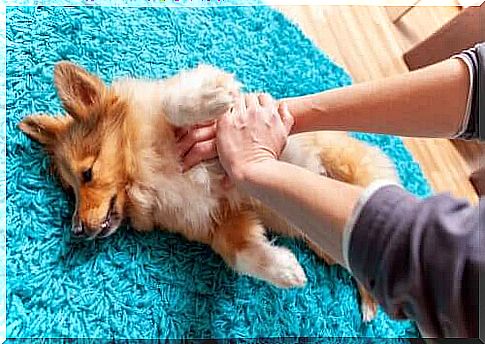 heart massage to the dog