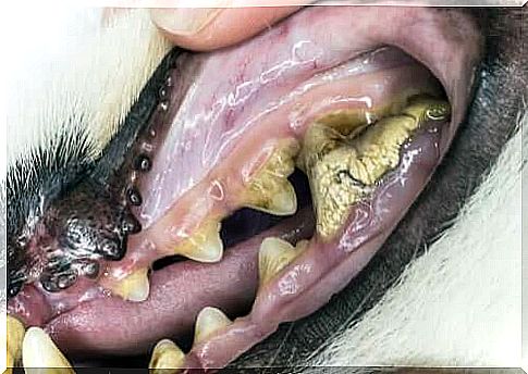 Health problems in older dogs: the teeth