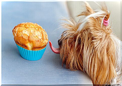 3 dog cake recipes to make at home