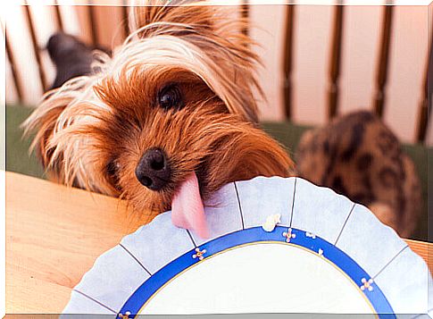 a little dog with his tongue on the dessert plate