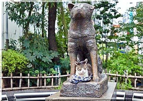 4 dogs that followed in Hachiko's footsteps