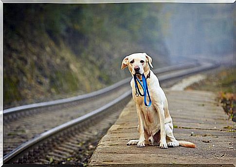 a dog abandoned beside the tracks