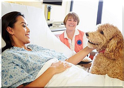 little dog in hospital visits his mistress