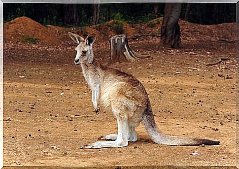 Australian kangaroo in profile on dry ground