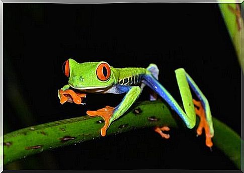 Tree frog on the stem of a plant