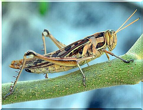 Grasshopper on a plant