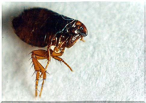 Flea on a cotton bed