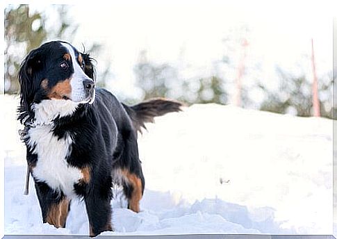 Bernese Mountain Dog in the snow 