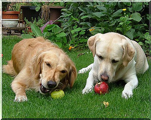 5 Fruits Dogs Can Eat