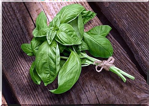 a sprig of basil tied