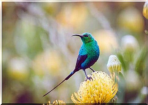 Blue bird on a flower.