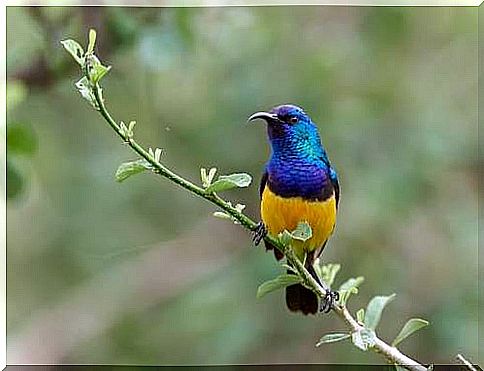 Bird with colorful plumage.