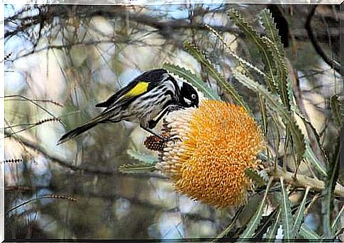 Photo of a bird on a branch.