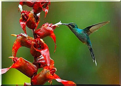 Hummingbird approaching a plant.  Nectarivorous birds.