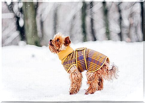 5 tricks to keep dogs from feeling cold in winter