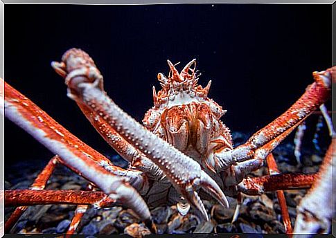 5 truly amazing species of crabs