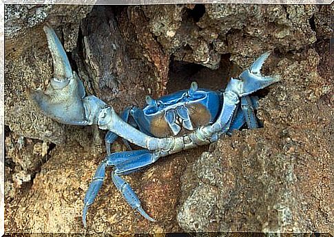 Blue crab