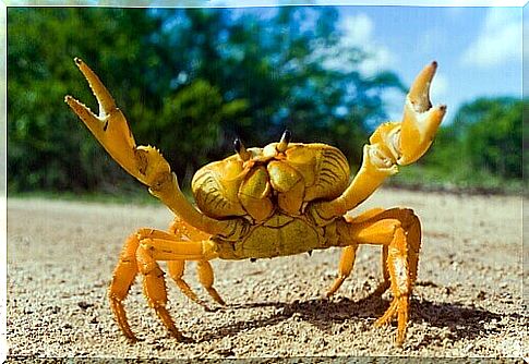 Yellow land crab on the beach