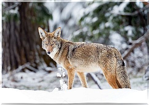 Coyote on the snow