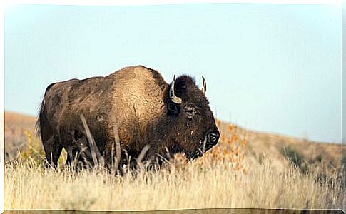 American bison 