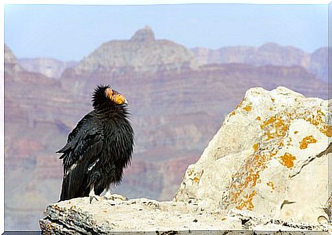 California condor