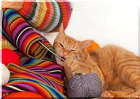 Cat plays with a ball of yarn.