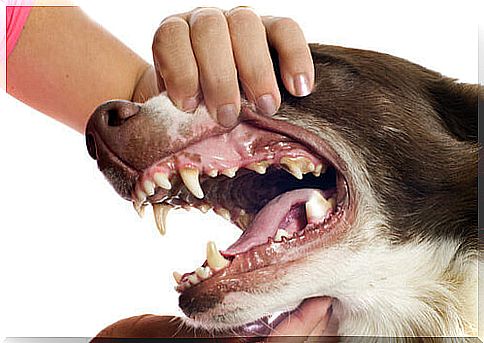 6 consequences - even serious ones - of tartar in dogs