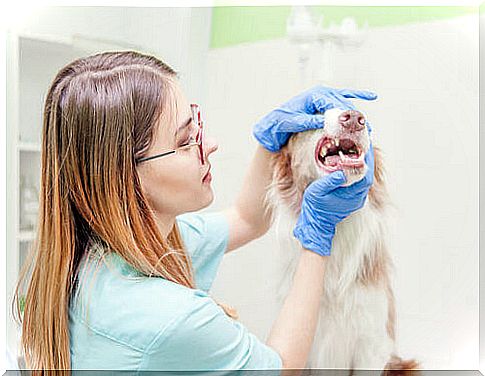 Veterinarian checking the dog's mouth.