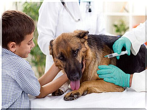 6 Side Effects of Dog Vaccines