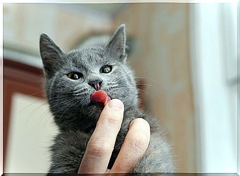 cat-licking1