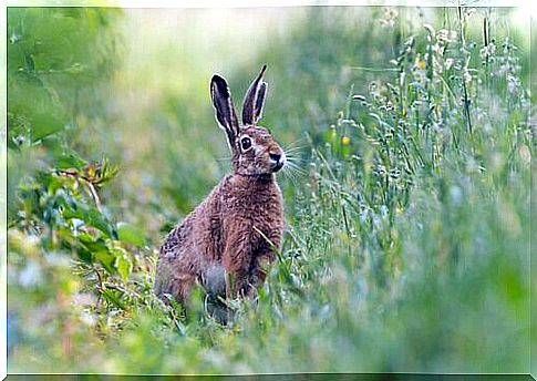 6 species of hares you need to know