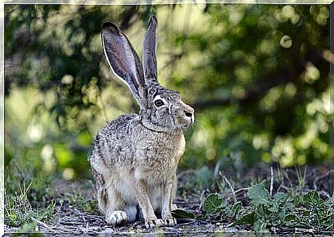 California hare among the most beautiful hare species