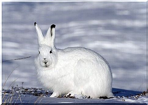 Polar hare on the snow