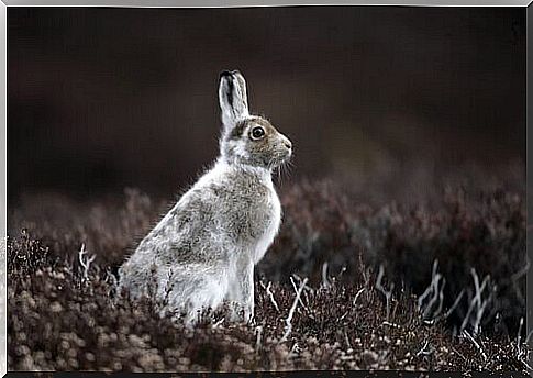 Mountain hare close up view