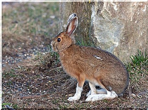 American hare with the typical white paws