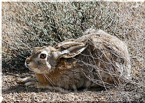 Tolai hare hides