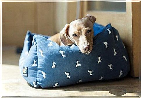 6 suitable places to put the dog's bed