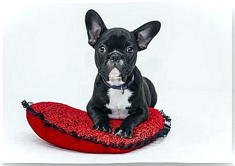 Dog on top of red pillow 