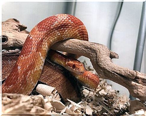 Orange colubrid in his home terrarium