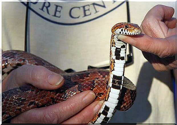 Scaled snake with the head held high by a finger