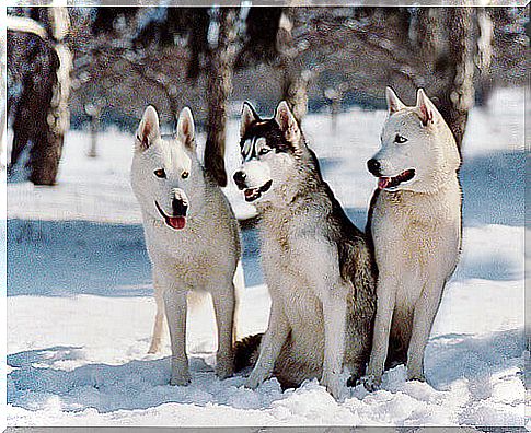 tre husky siberiani sulla neve