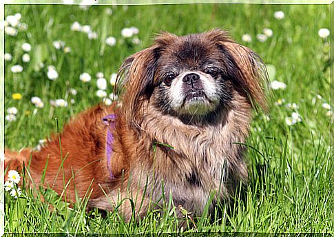 a Pekingese dog on the lawn