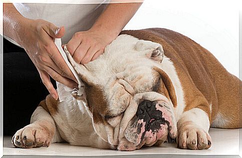 8 Tricks to Clean Your Dog's Ears