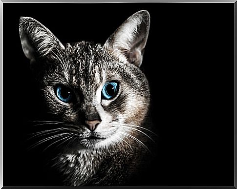 a gray cat with blue eyes