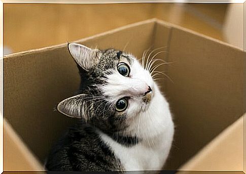 Cat inside a box