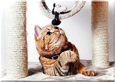 Cat plays with scratching post