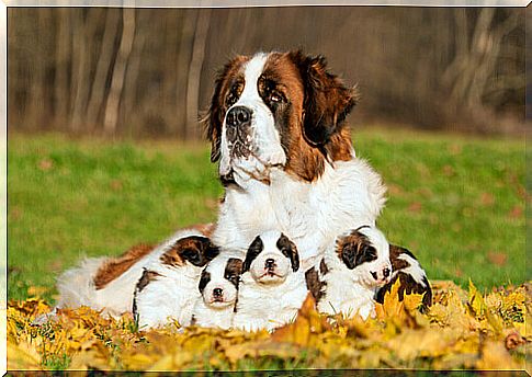 a saint bernard with his puppies