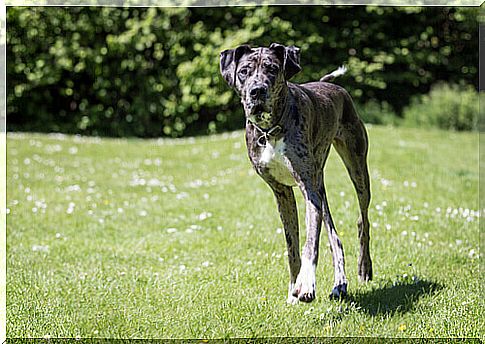 adult dog in the garden