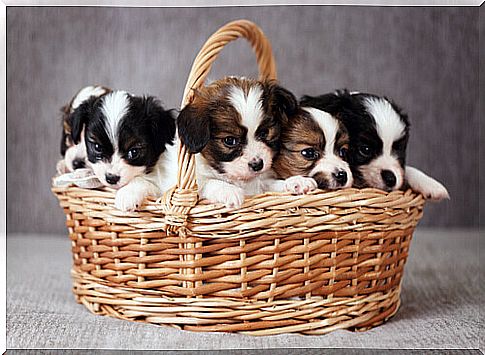 puppies in the basket